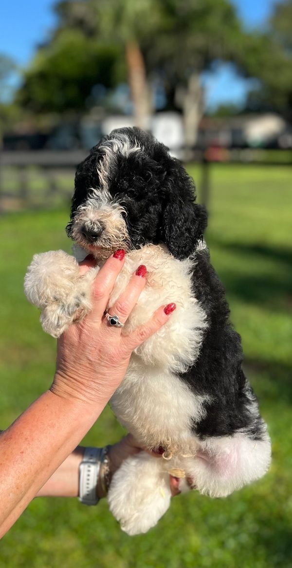 Adorable Double Doodle puppy has a fluffy, curly coat with black and white fur around the nose.