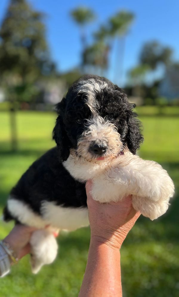 Adorable Double Doodle puppy has a fluffy, curly coat with black and white fur around the nose.