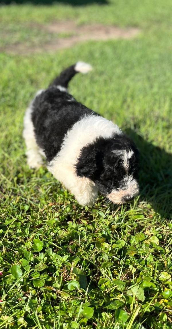 Adorable Double Doodle puppy has a fluffy, curly coat with black and white fur around the nose.