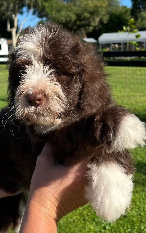 Fluffy Double Doodle puppy with a rich brown and white coat, bright eyes, and an adorable face.