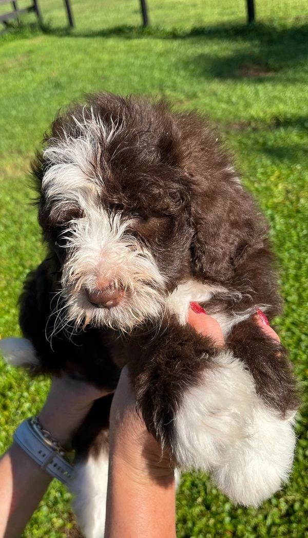 Fluffy Double Doodle puppy with a rich brown and white coat, bright eyes, and an adorable face.