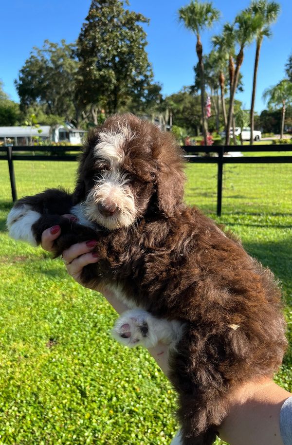 Fluffy Double Doodle puppy with a rich brown and white coat, bright eyes, and an adorable face.