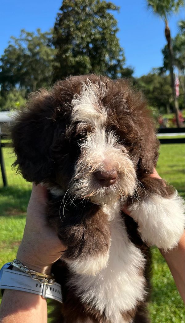 Fluffy Double Doodle puppy with a rich brown and white coat, bright eyes, and an adorable face.