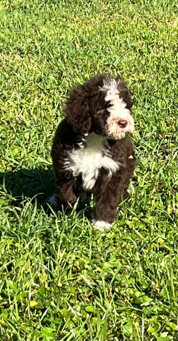 Fluffy Double Doodle puppy with a rich brown and white coat, bright eyes, and an adorable face.
