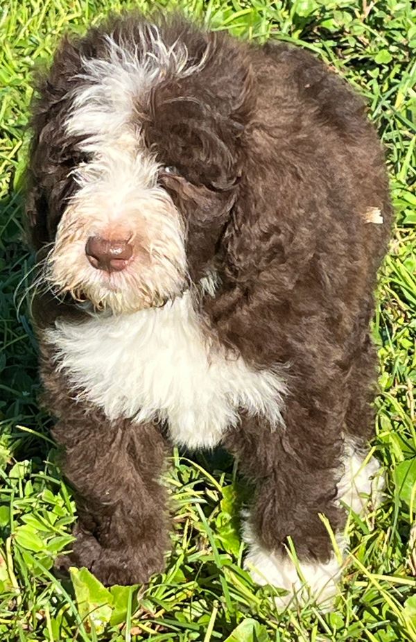Fluffy Double Doodle puppy with a rich brown and white coat, bright eyes, and an adorable face.