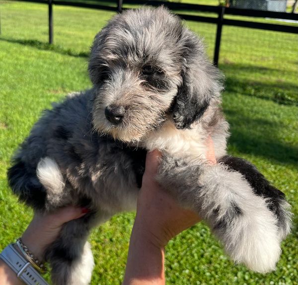 Adorable Merle Double Doodle with a soft, fluffy gray and white coat, and a sweet, gentle expression