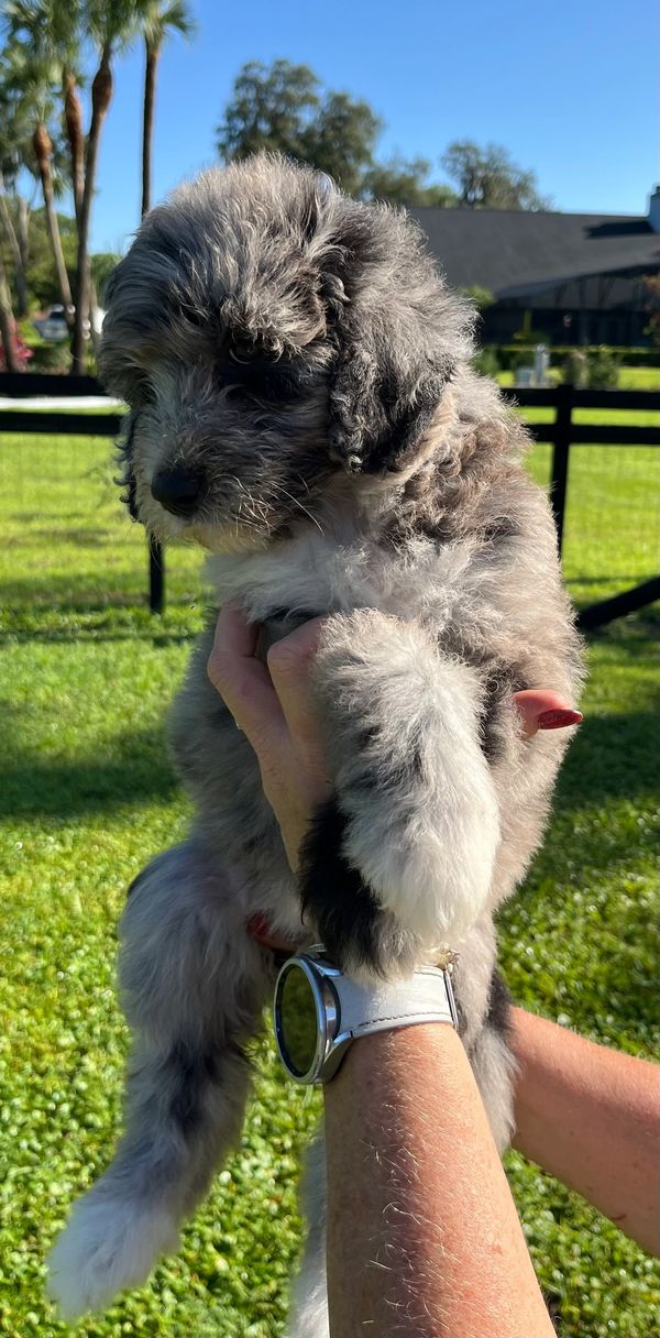 Adorable Merle Double Doodle with a soft, fluffy gray and white coat, and a sweet, gentle expression