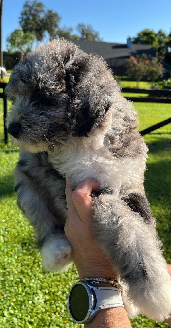 Adorable Merle Double Doodle with a soft, fluffy gray and white coat, and a sweet, gentle expression