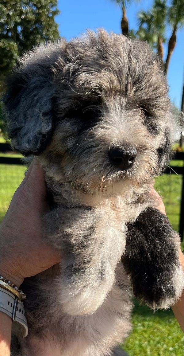 Adorable Merle Double Doodle with a soft, fluffy gray and white coat, and a sweet, gentle expression