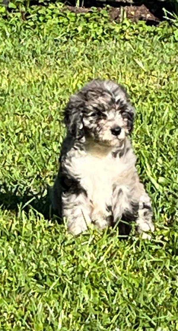 Adorable Merle Double Doodle with a soft, fluffy gray and white coat, and a sweet, gentle expression