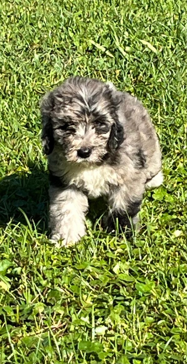 Adorable Merle Double Doodle with a soft, fluffy gray and white coat, and a sweet, gentle expression
