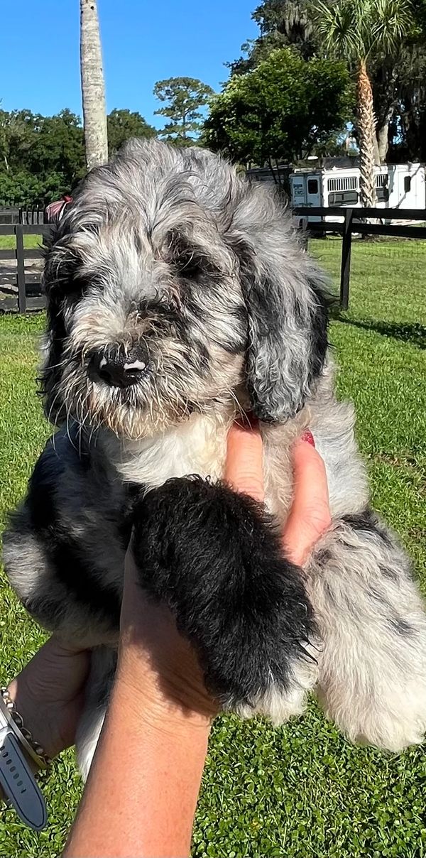 Charming Merle Double Doodle with a fluffy gray, black, and white coat, playful eyes, lively spirit.