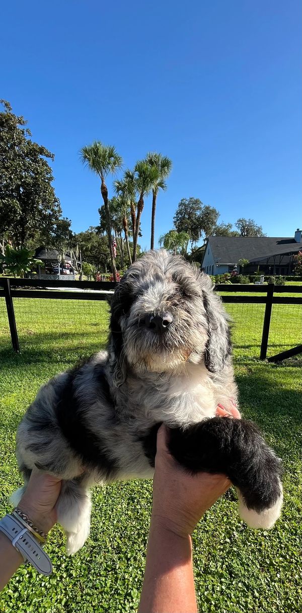 Charming Merle Double Doodle with a fluffy gray, black, and white coat, playful eyes, lively spirit.