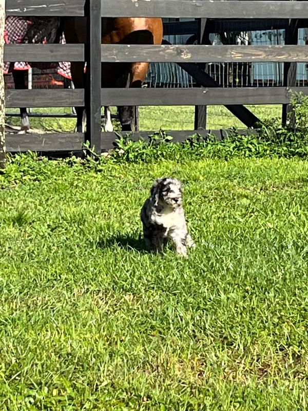 Charming Merle Double Doodle with a fluffy gray, black, and white coat, playful eyes, lively spirit.