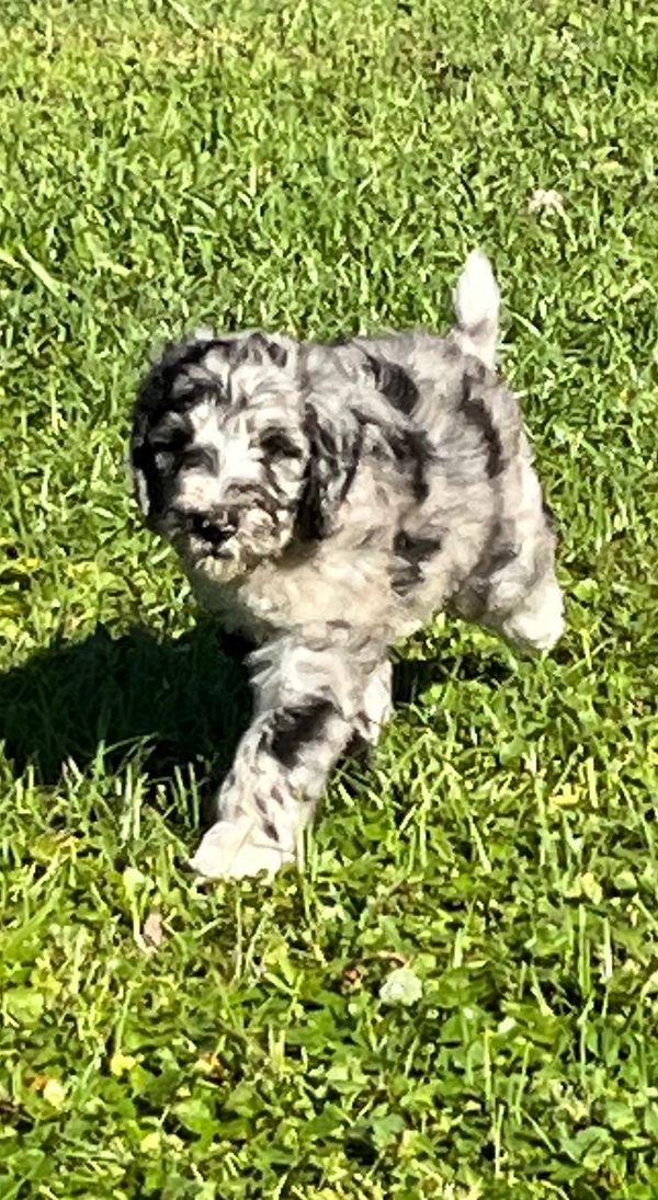 Charming Merle Double Doodle with a fluffy gray, black, and white coat, playful eyes, lively spirit.