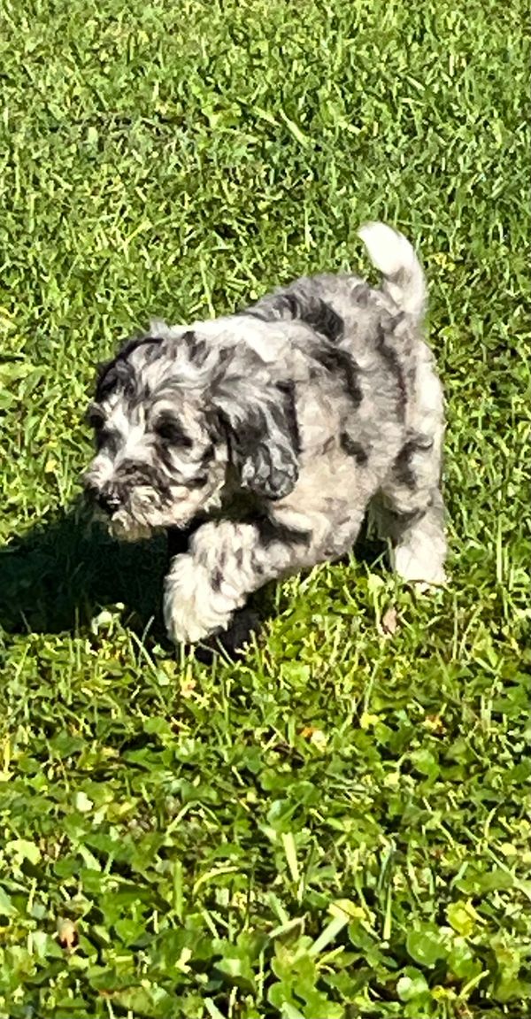 Charming Merle Double Doodle with a fluffy gray, black, and white coat, playful eyes, lively spirit.