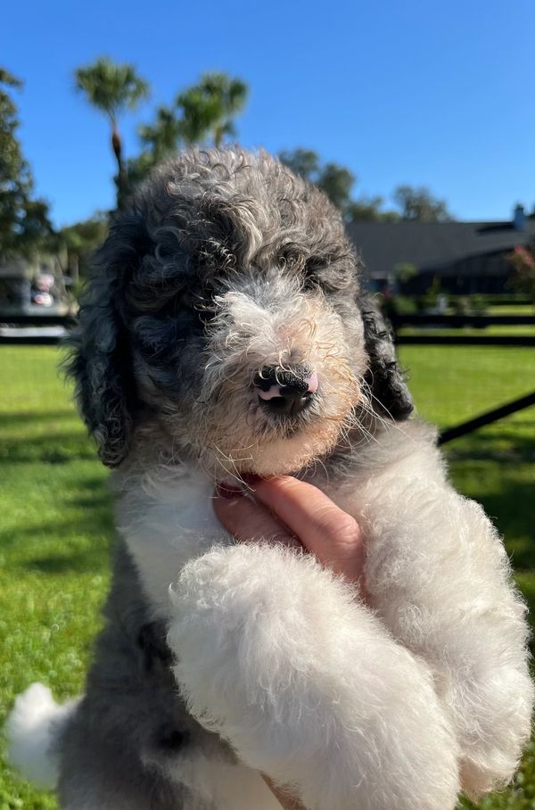 Adorable Merle Double Doodle with a fluffy gray and white coat, a sweet face, and gentle eyes.