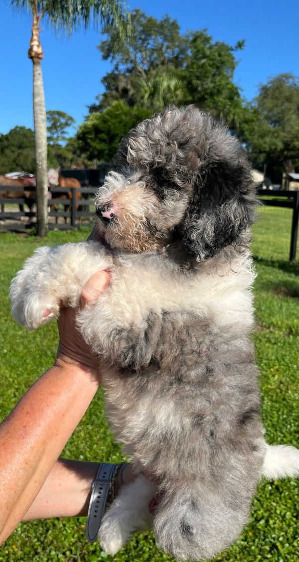 Adorable Merle Double Doodle with a fluffy gray and white coat, a sweet face, and gentle eyes.