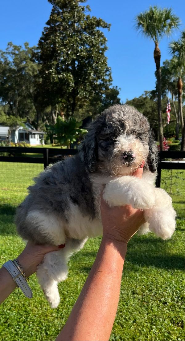 Adorable Merle Double Doodle with a fluffy gray and white coat, a sweet face, and gentle eyes.