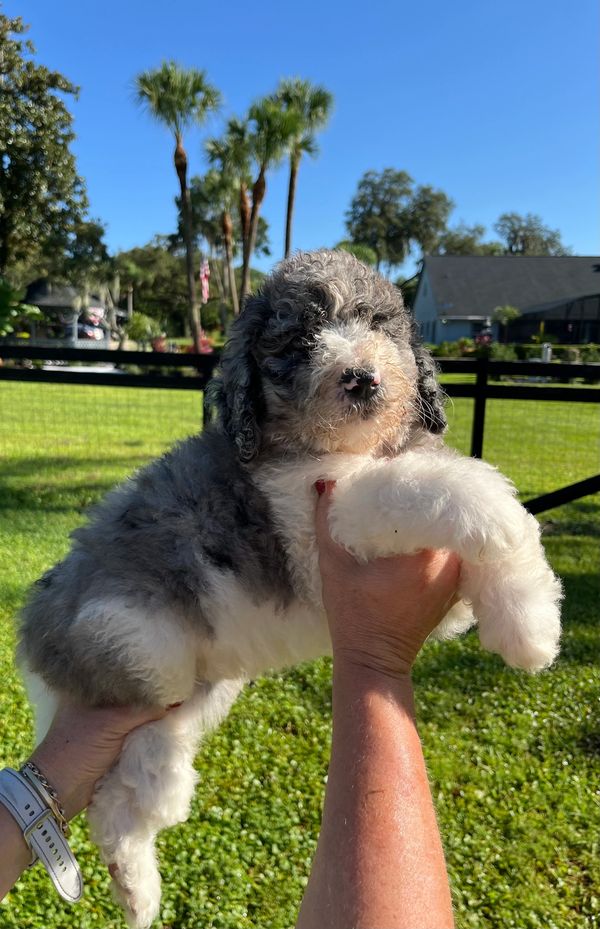 Adorable Merle Double Doodle with a fluffy gray and white coat, a sweet face, and gentle eyes.