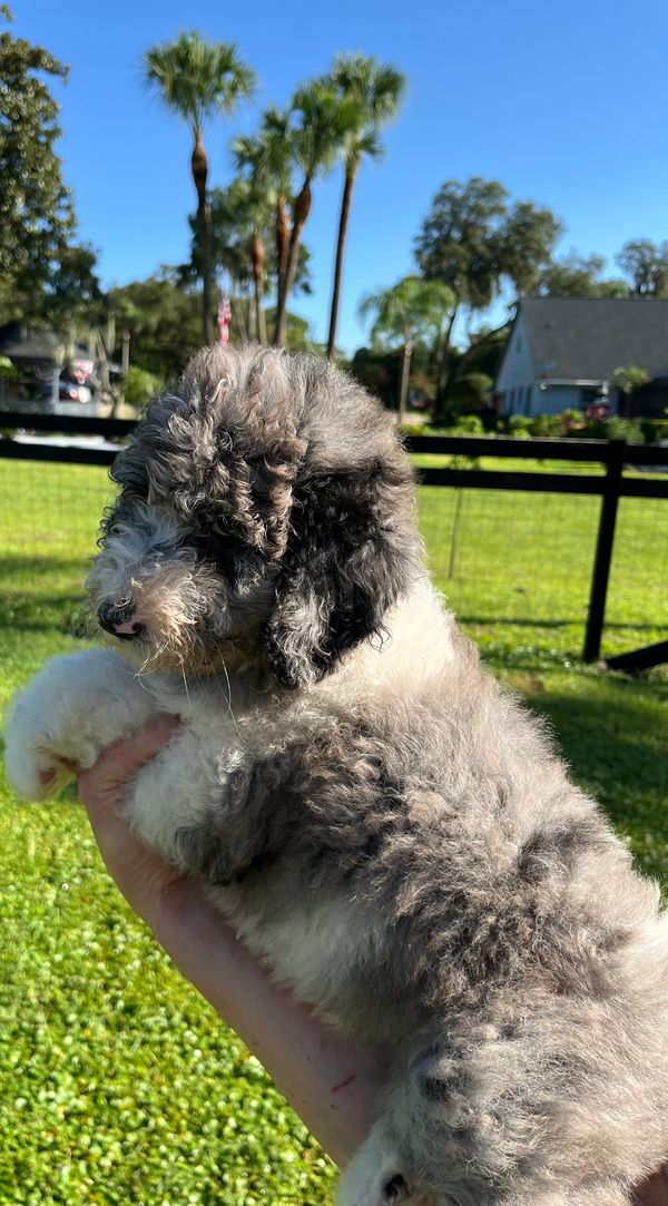 Adorable Merle Double Doodle with a fluffy gray and white coat, a sweet face, and gentle eyes.