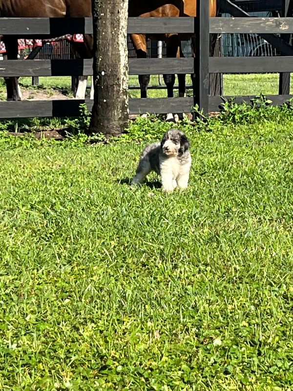 Adorable Merle Double Doodle with a fluffy gray and white coat, a sweet face, and gentle eyes.