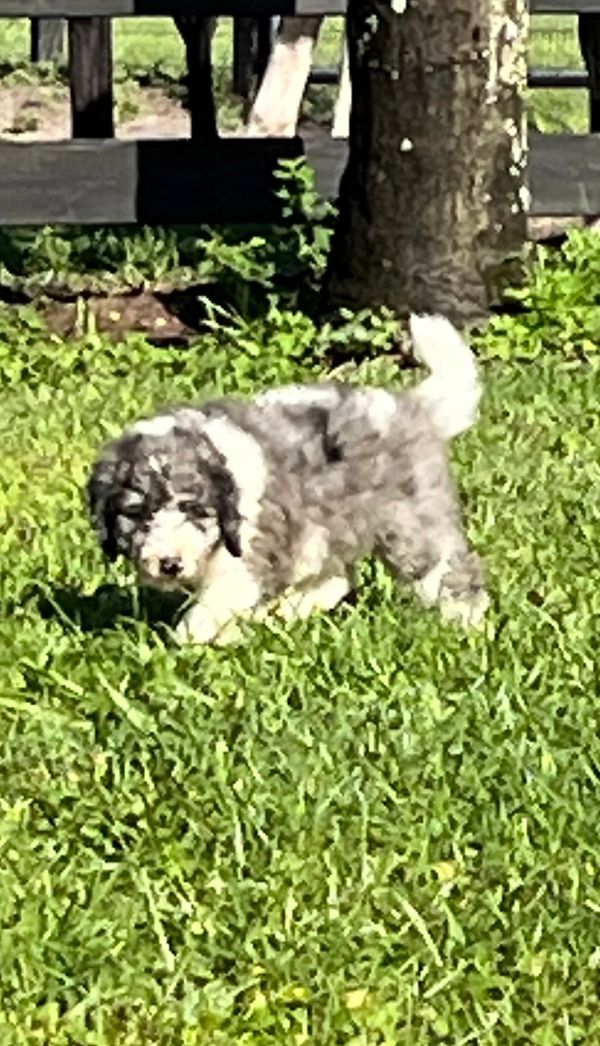 Adorable Merle Double Doodle with a fluffy gray and white coat, a sweet face, and gentle eyes.