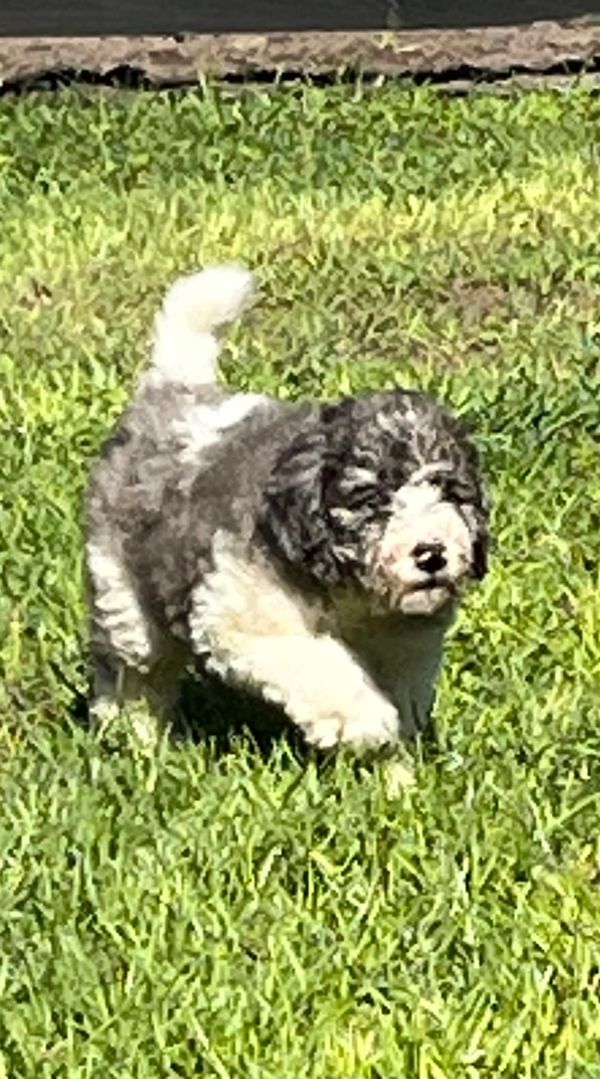 Adorable Merle Double Doodle with a fluffy gray and white coat, a sweet face, and gentle eyes.