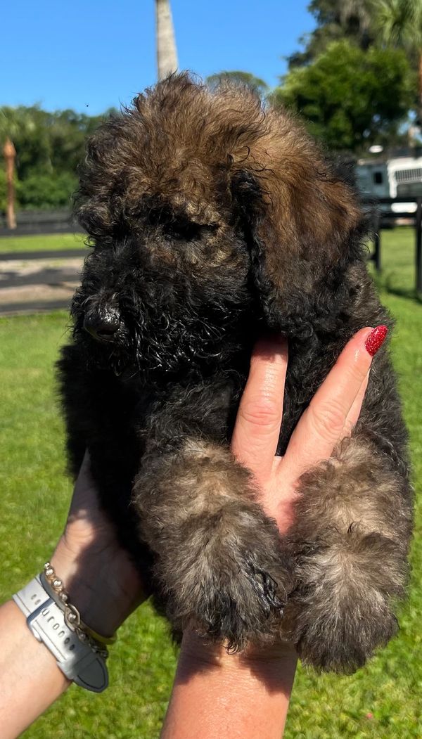 Fluffy Labradoodle puppy with a curly dark brown coat, expressive eyes, and a sturdy build.