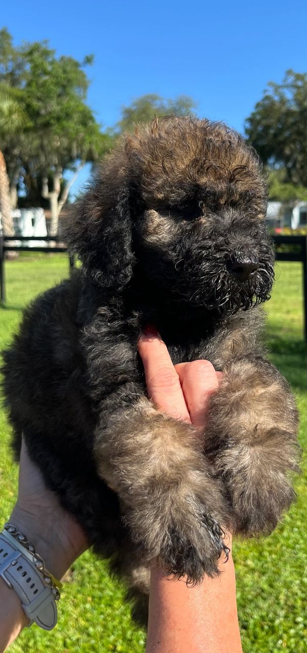 Fluffy Labradoodle puppy with a curly dark brown coat, expressive eyes, and a sturdy build.