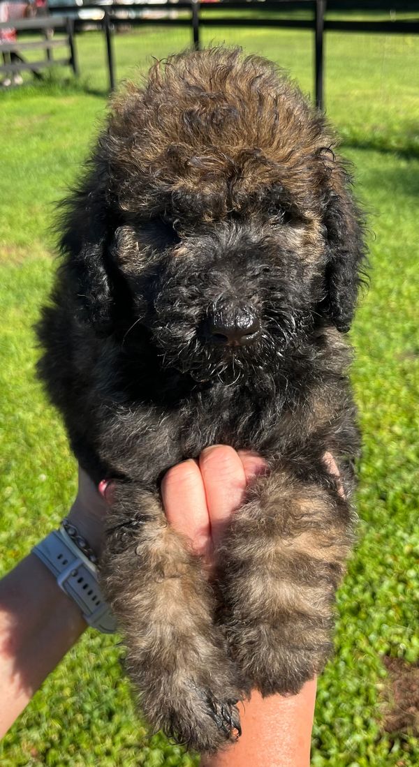 Fluffy Labradoodle puppy with a curly dark brown coat, expressive eyes, and a sturdy build.