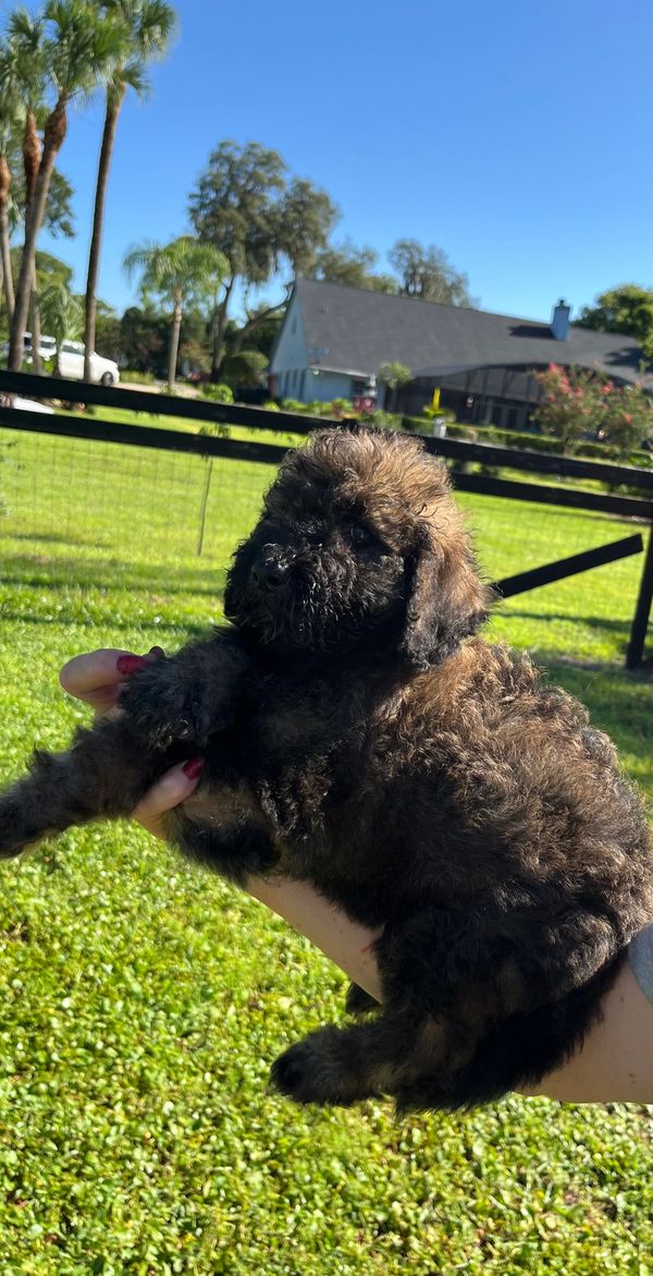 Fluffy Labradoodle puppy with a curly dark brown coat, expressive eyes, and a sturdy build.