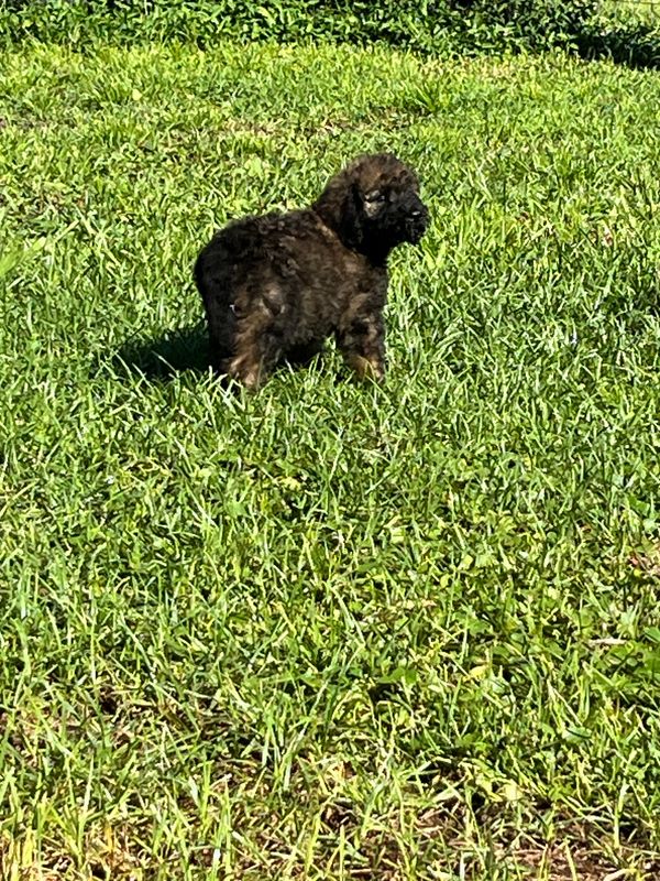 Fluffy Labradoodle puppy with a curly dark brown coat, expressive eyes, and a sturdy build.