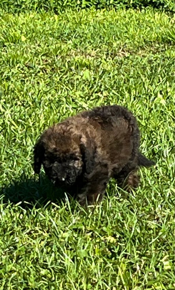 Fluffy Labradoodle puppy with a curly dark brown coat, expressive eyes, and a sturdy build.