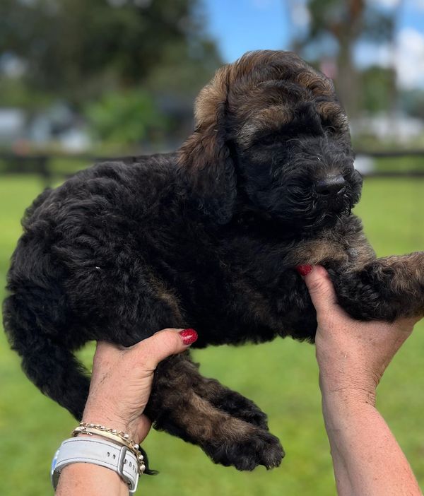 Adorable Labradoodle puppy with a curly black and brown coat, gentle eyes, and a soft expression.