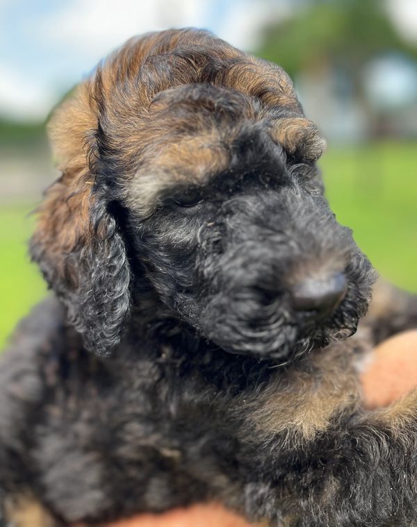 Adorable Labradoodle puppy with a curly black and brown coat, gentle eyes, and a soft expression.