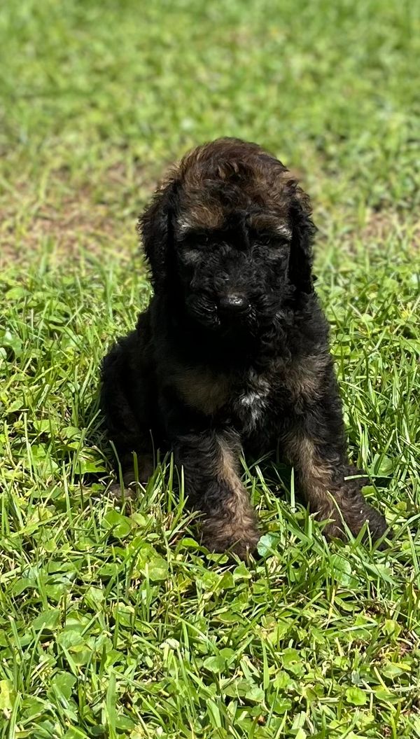 Adorable Labradoodle puppy with a curly black and brown coat, gentle eyes, and a soft expression.