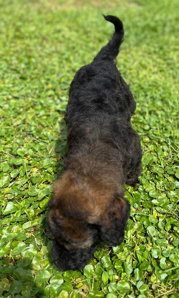 Adorable Labradoodle puppy with a curly black and brown coat, gentle eyes, and a soft expression.
