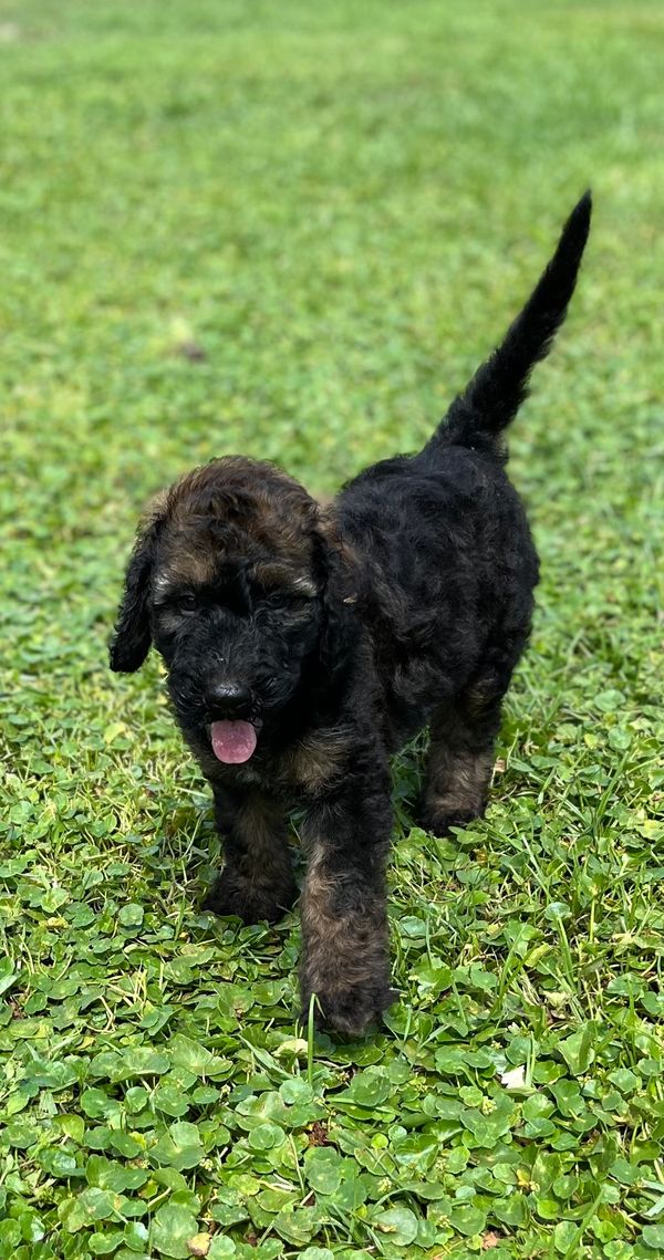 Adorable Labradoodle puppy with a curly black and brown coat, gentle eyes, and a soft expression.