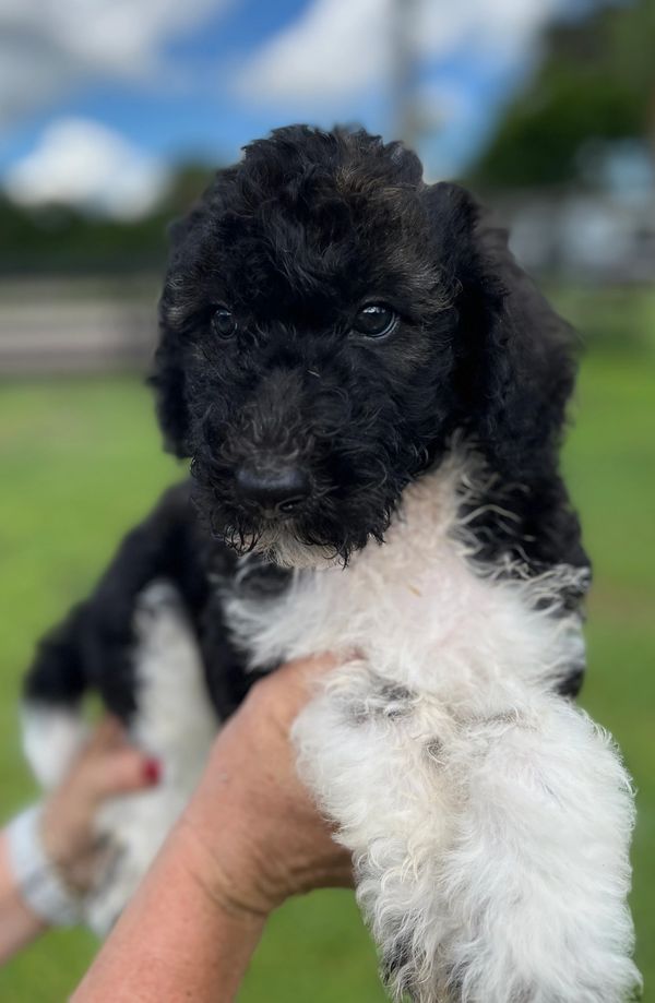 Adorable Labradoodle puppy with a curly black and white coat, bright eyes, and a sweet expression.