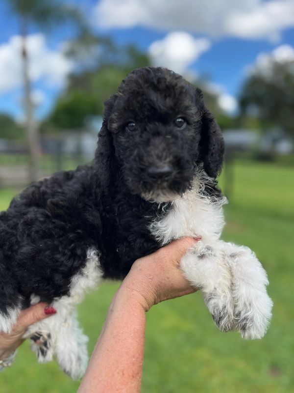 Adorable Labradoodle puppy with a curly black and white coat, bright eyes, and a sweet expression.