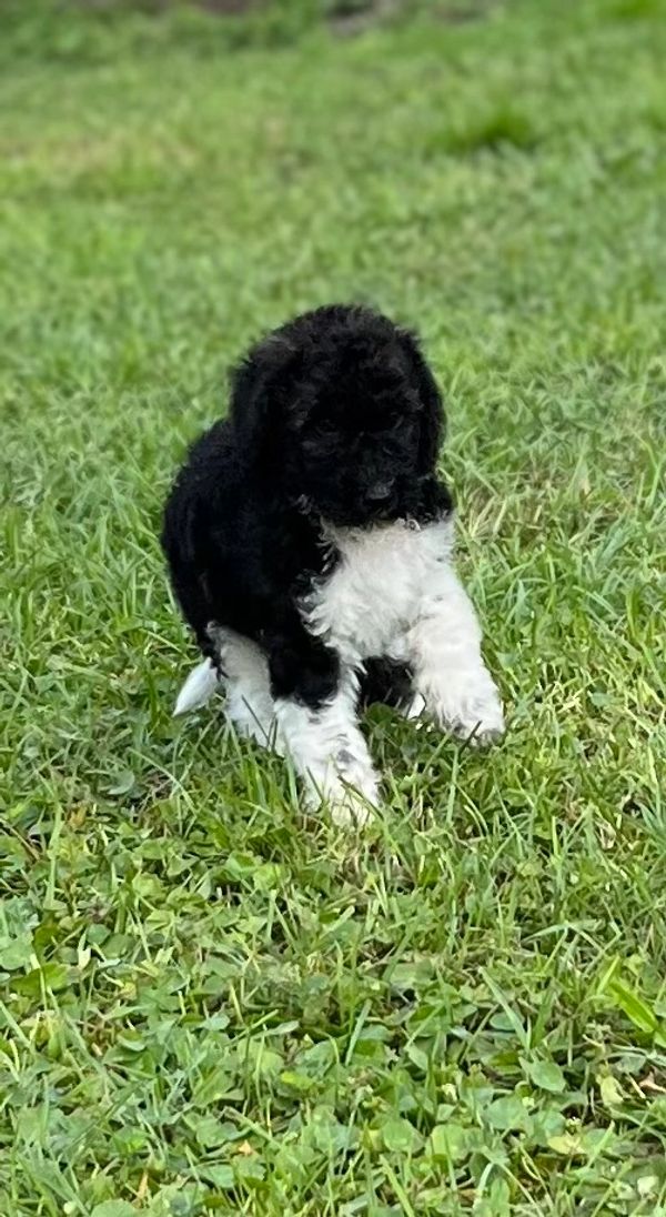 Adorable Labradoodle puppy with a curly black and white coat, bright eyes, and a sweet expression.