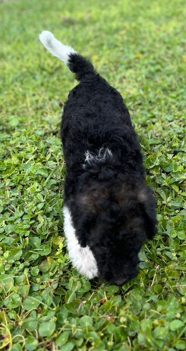 Adorable Labradoodle puppy with a curly black and white coat, bright eyes, and a sweet expression.
