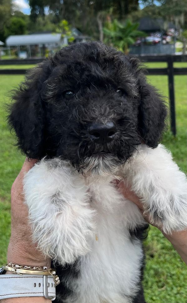 Adorable Labradoodle puppy with a curly black and white coat, bright eyes, and a sweet expression.