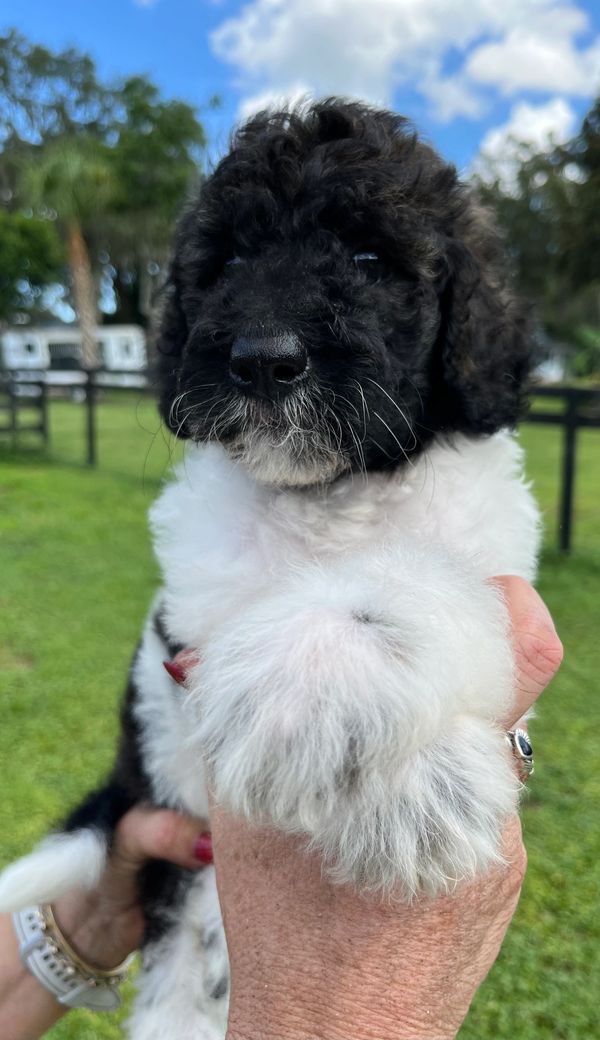 Cute Labradoodle puppy with a fluffy black and white coat, bright eyes, and curly fur.