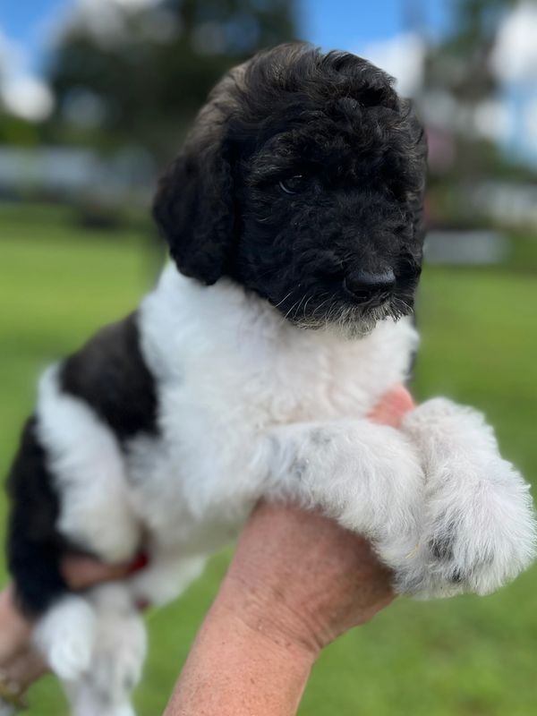Cute Labradoodle puppy with a fluffy black and white coat, bright eyes, and curly fur.