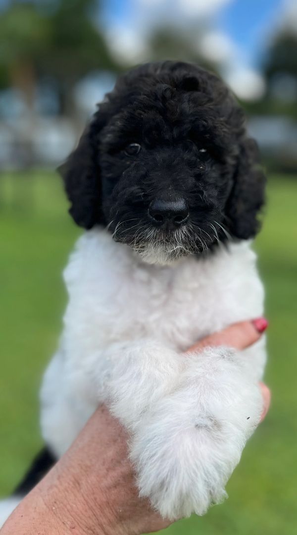 Cute Labradoodle puppy with a fluffy black and white coat, bright eyes, and curly fur.