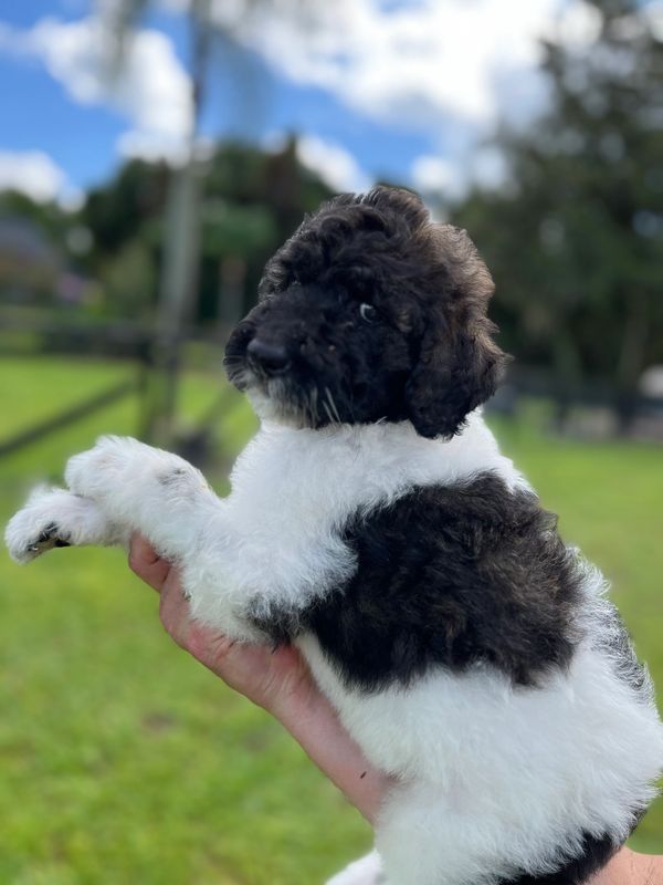Cute Labradoodle puppy with a fluffy black and white coat, bright eyes, and curly fur.