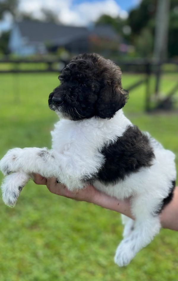 Cute Labradoodle puppy with a fluffy black and white coat, bright eyes, and curly fur.