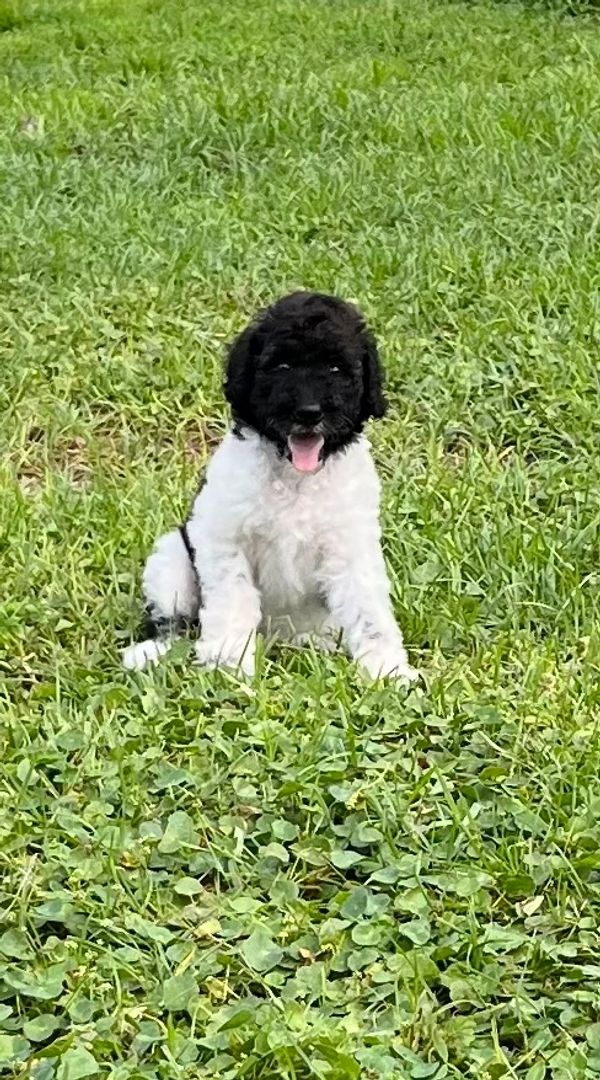 Cute Labradoodle puppy with a fluffy black and white coat, bright eyes, and curly fur.